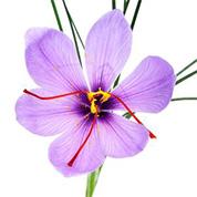 fleur de safran